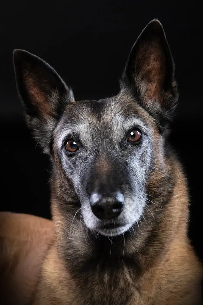 Senior dog portrait showing a greying muzzle during a professional pet photography session in Johannesburg