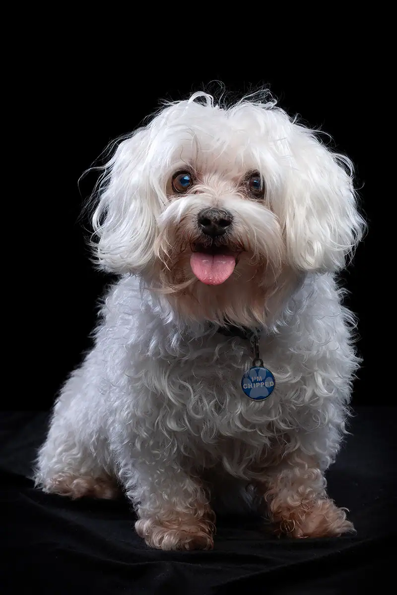 Small white dog photographed against a dark studio background for a fine art pet portrait in Johannesburg