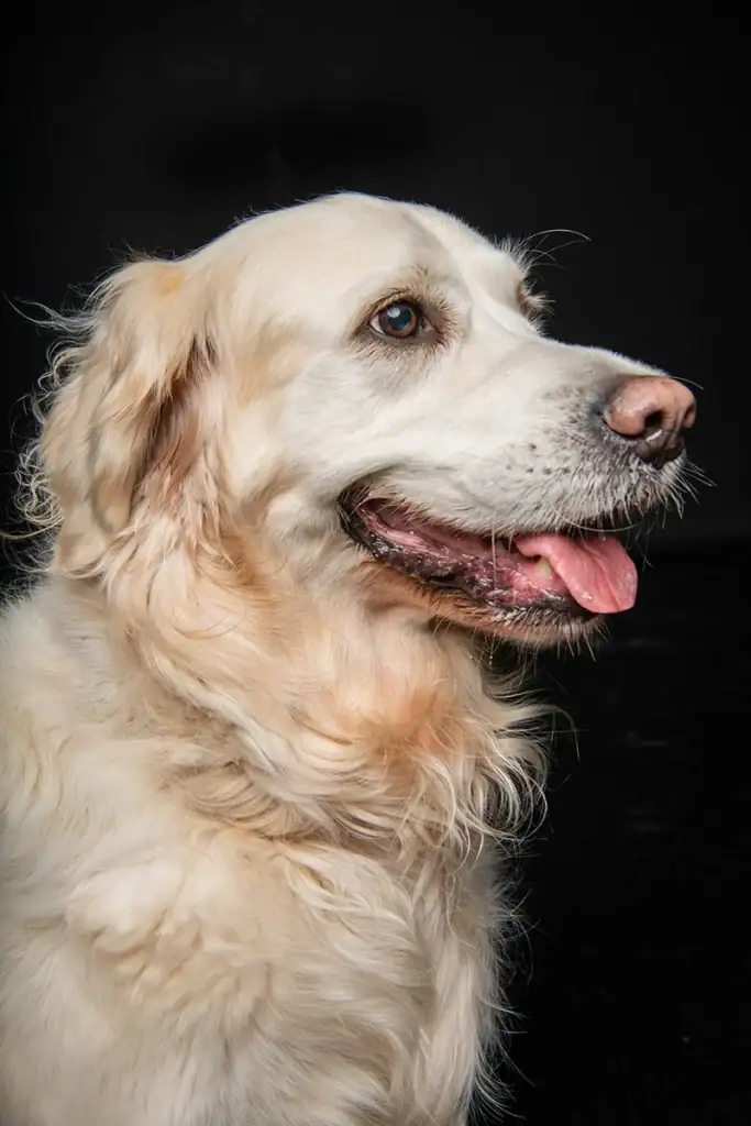 Golden Retriever studio portrait photographed with shaped lighting by a Johannesburg pet photographer